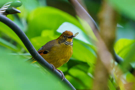 Image of Bar-throated Minla