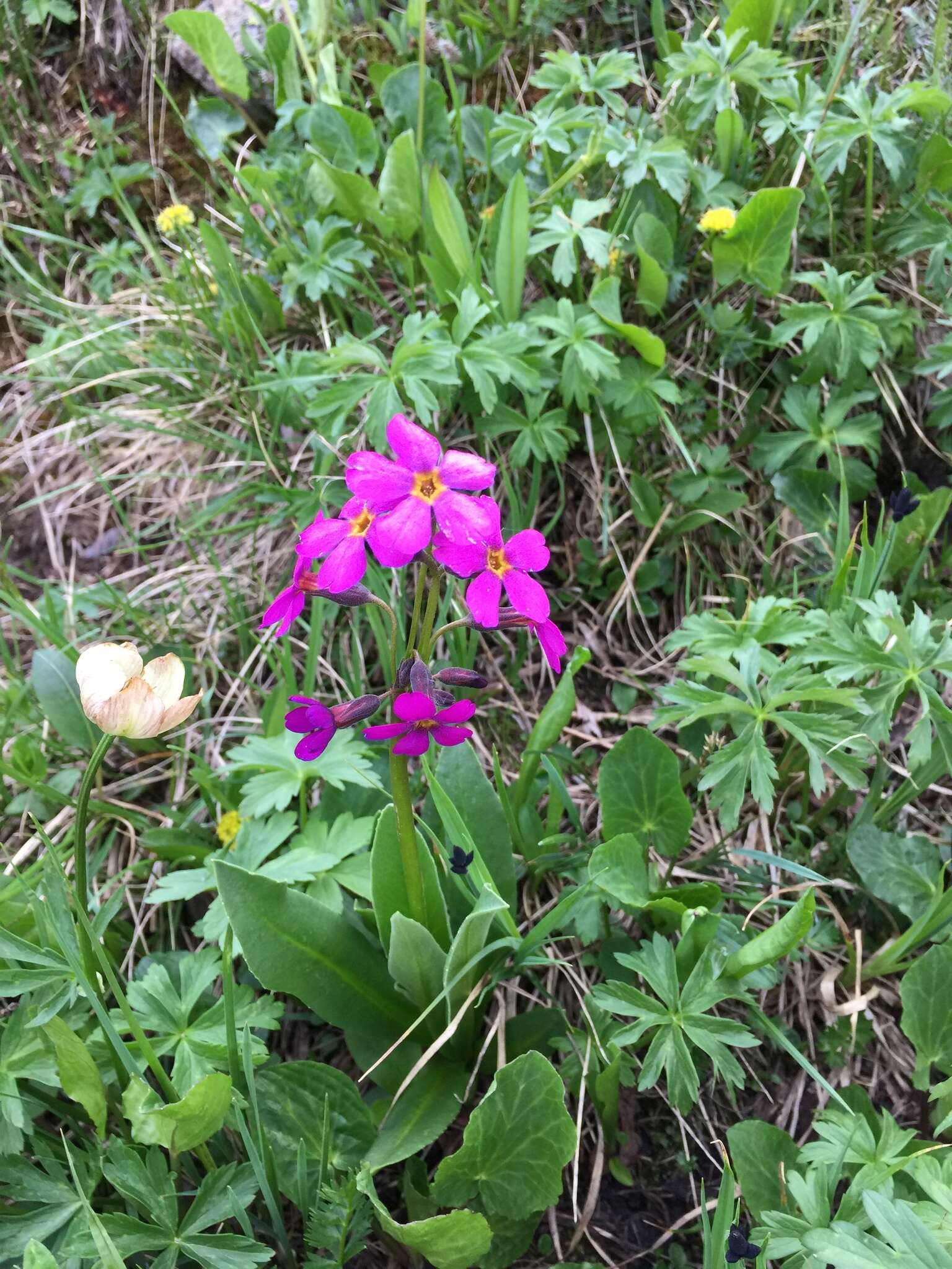 Primula parryi A. Gray resmi