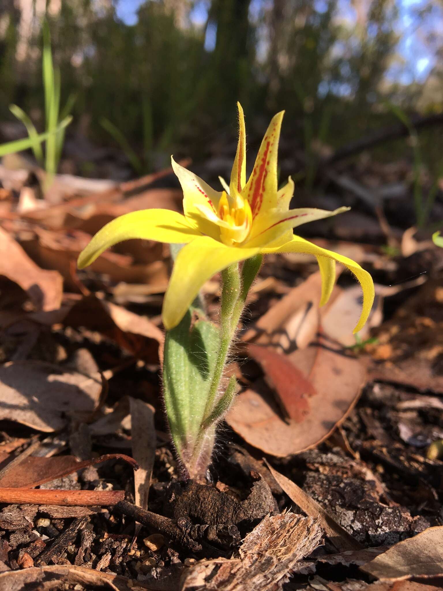 Image de Caladenia flava R. Br.