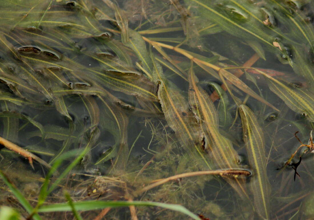 Image of Potamogeton schweinfurthii A. Benn.