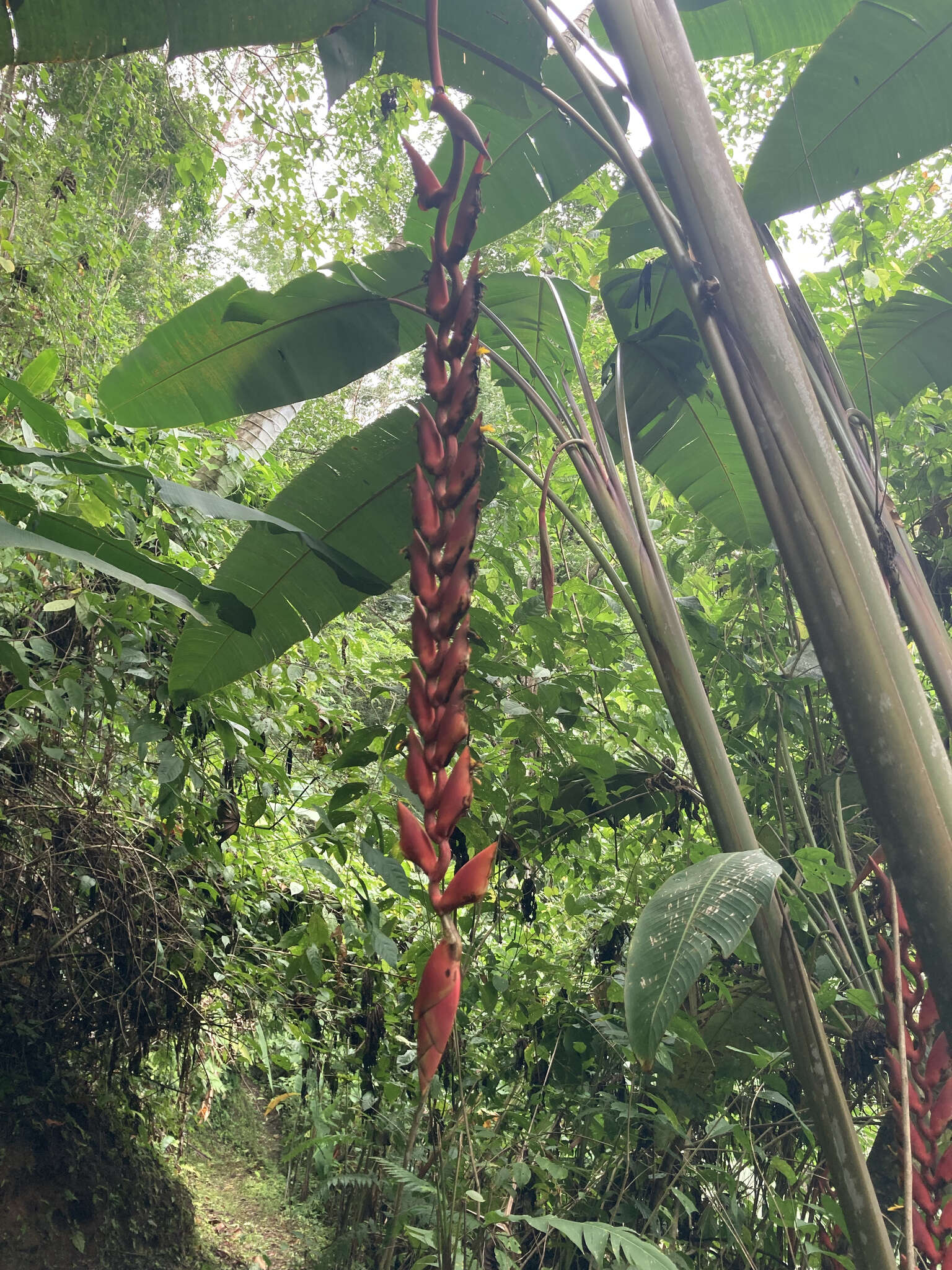 Image of Heliconia stilesii W. J. Kress