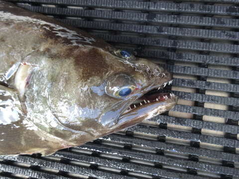 Image of Arrowtooth flounder