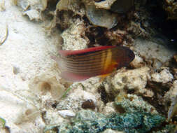 Image of Darkstriped dottyback