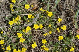 Image of Potentilla incana Gaertn. Mey. & Scherb.