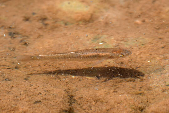 Image of Plains Killifish