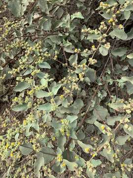 Image of Waltheria ovata Cav.