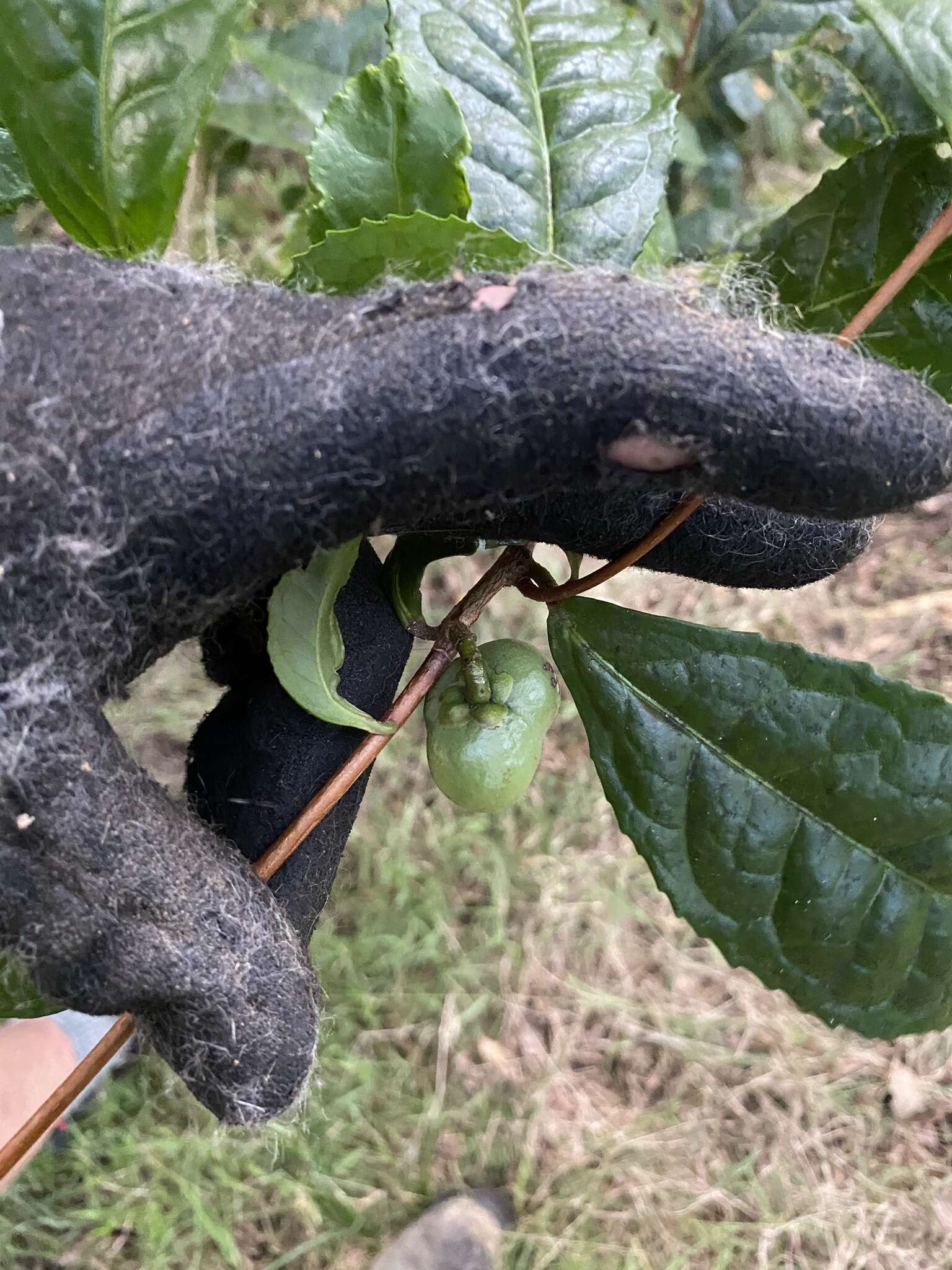 Camellia sinensis var. assamica (Masters) Kitamura resmi