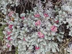 Image of Eriogonum soliceps Reveal & Björk