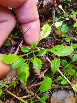 صورة Lagenophora pumila var. barkeri (Kirk) Simpson