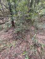 Image of Boronia fraseri Hook.