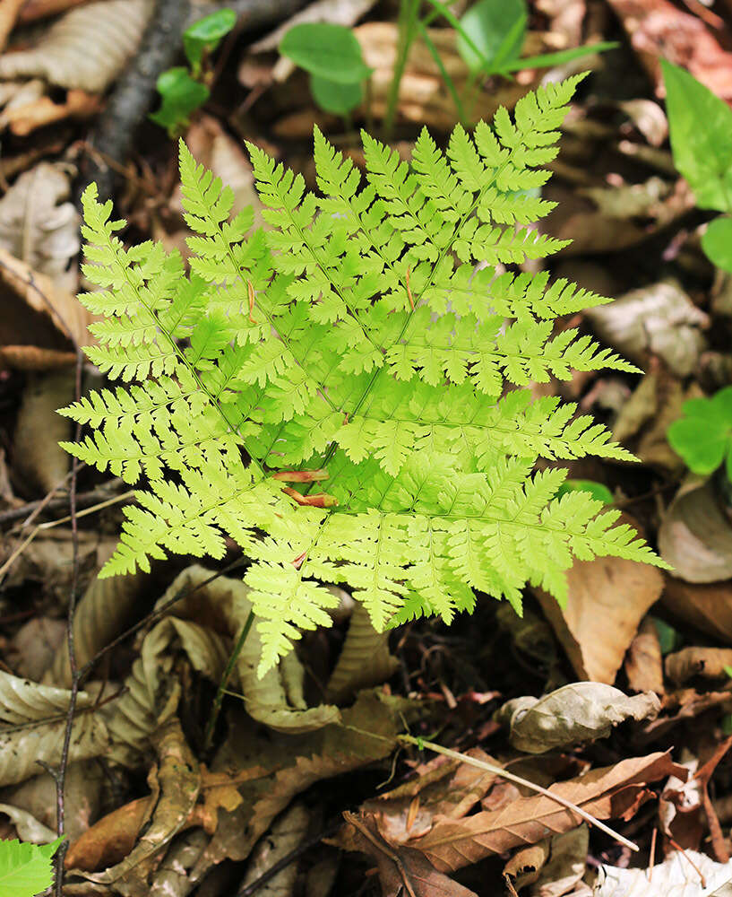 Image of Dryopteris amurensis (Milde) Christ