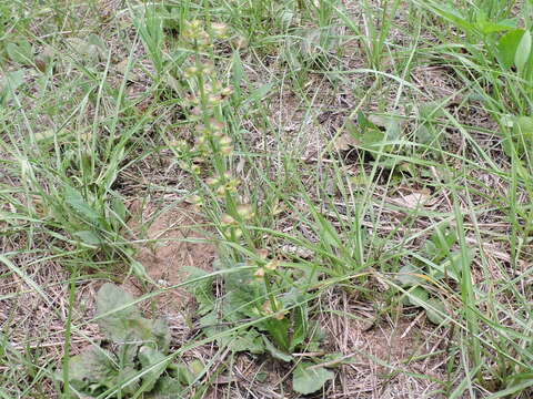 Image of lyreleaf sage