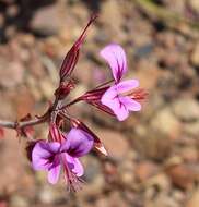 Image of Pelargonium multicaule subsp. multicaule