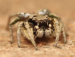 Image of Habronattus festus (Peckham & Peckham 1901)