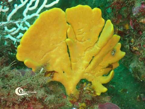 Image of branching sponge