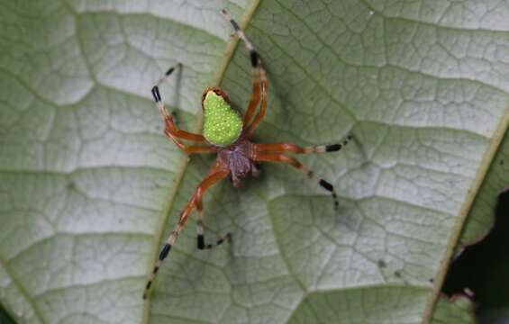 Image of Eriophora nephiloides (O. Pickard-Cambridge 1889)