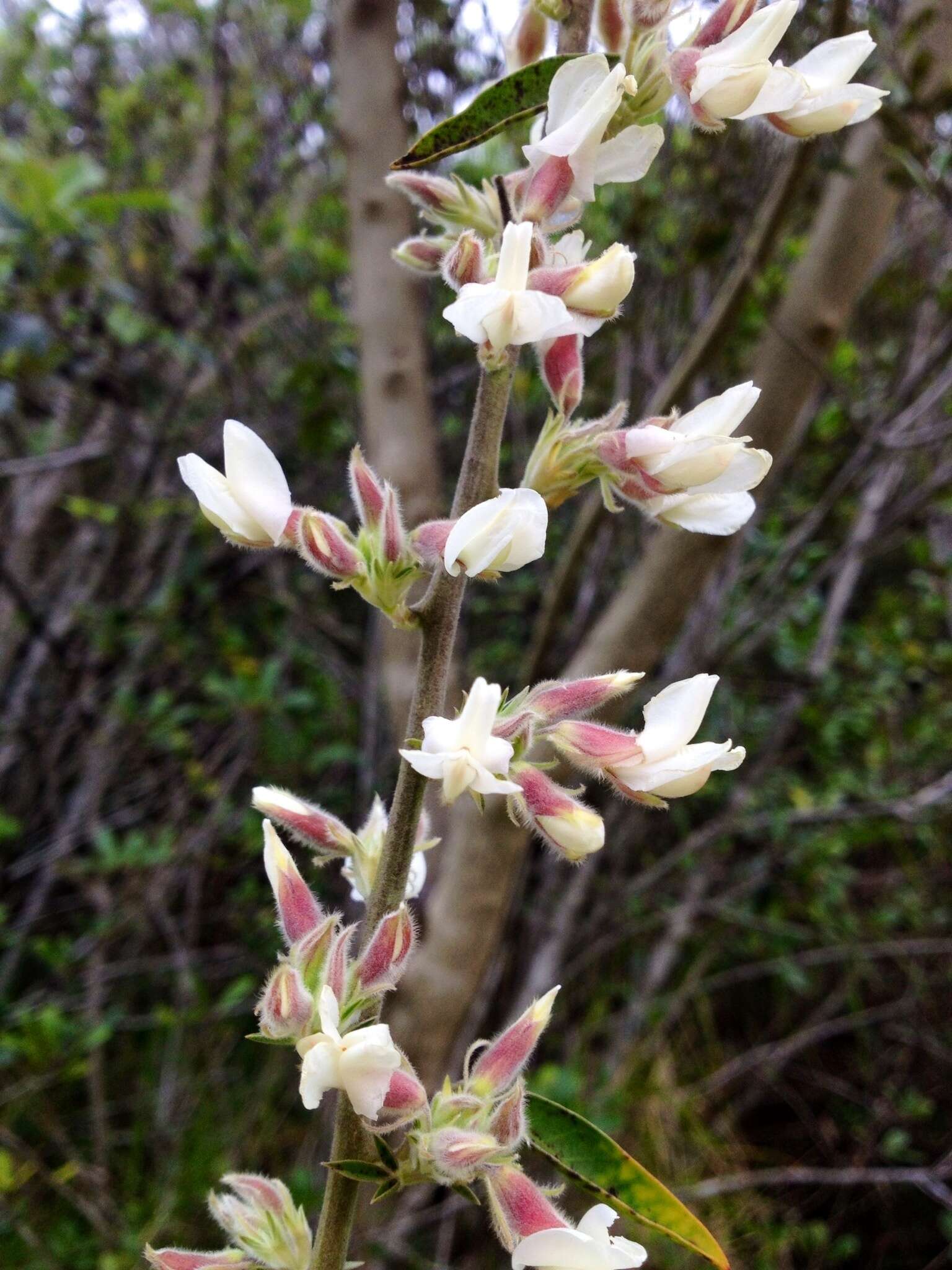 Image of <i>Chamaecytisus prolifer</i> subsp. <i>palmensis</i> (Christ) G. Kunkel