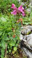 Image of beaked lousewort