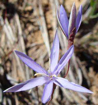 Image of Hesperantha pilosa (L. fil.) Ker Gawl.