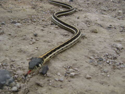 Imagem de Thamnophis cyrtopsis (Kennicott 1860)