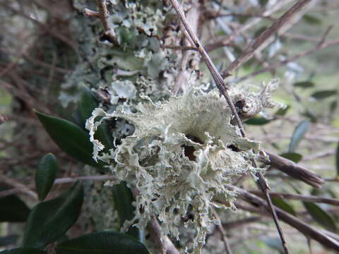 صورة Ramalina lacera (With.) J. R. Laundon