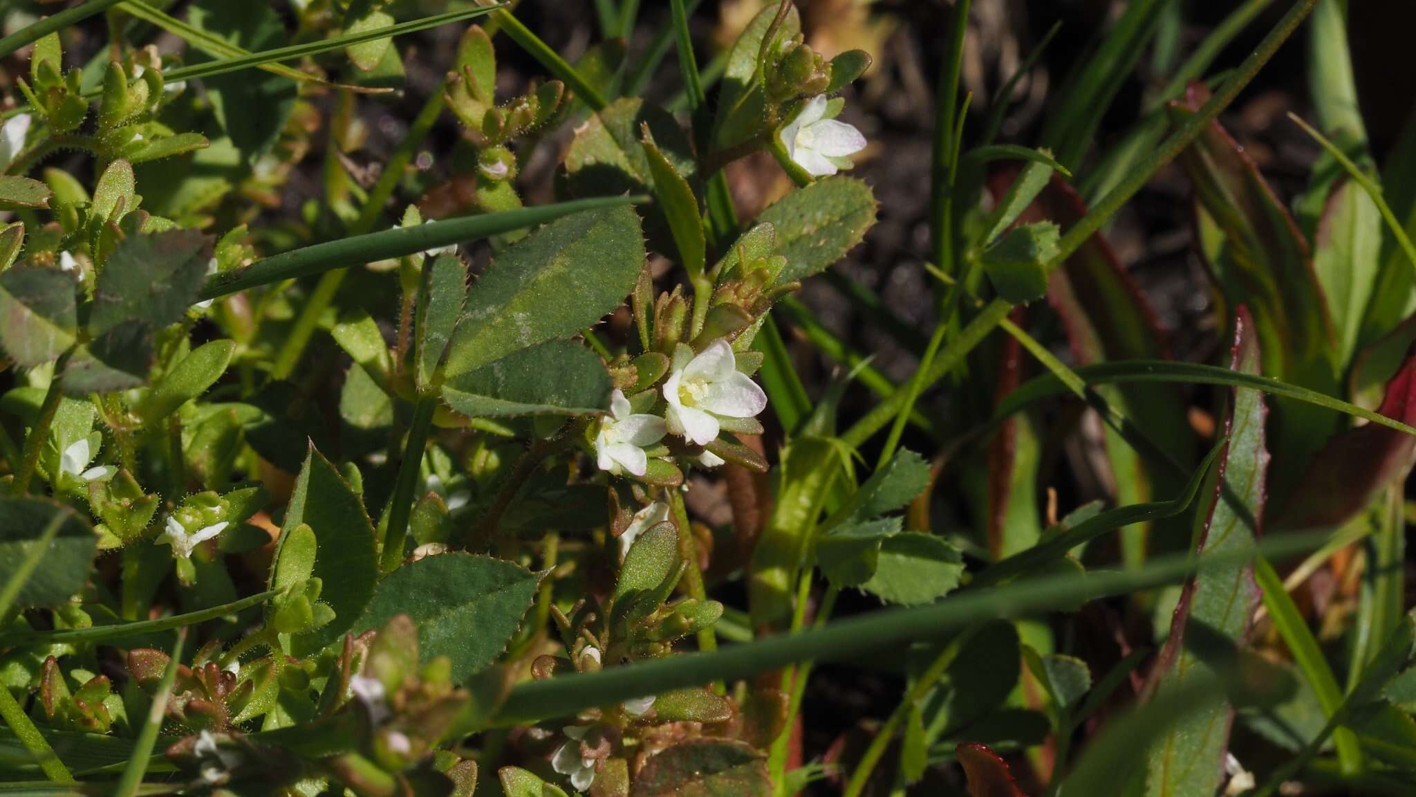 Image of hairy purslane speedwell