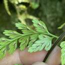 Image of Asplenium gastonis Fée