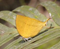 Imagem de Loxura atymnus continentalis Fruhstorfer (1912)