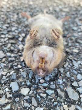 Image of Baird's Pocket Gopher