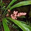 Image of Hanguana bakoensis Siti Nurfazilah, Sofiman Othman & P. C. Boyce