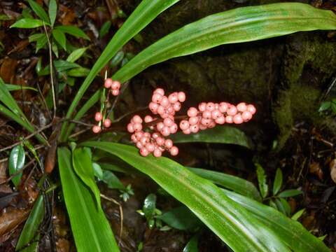 Image of Hanguana bakoensis Siti Nurfazilah, Sofiman Othman & P. C. Boyce