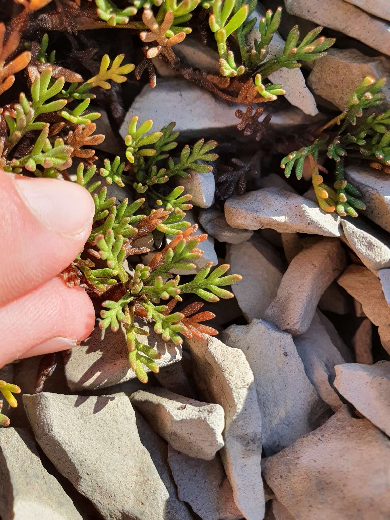 Plancia ëd Leptinella pyrethrifolia (Hook. fil.) D. G. Lloyd & C. J. Webb