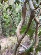 Eugenia biflora (L.) DC. resmi