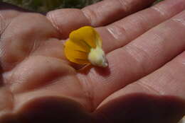 Plancia ëd Aspalathus acanthes Eckl. & Zeyh.