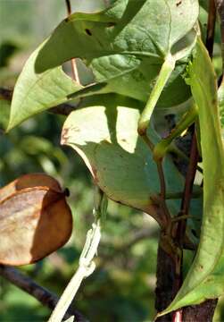 Image of Dioscorea pteropoda Boivin ex H. Perrier