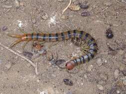 Image of Common Desert Centipede