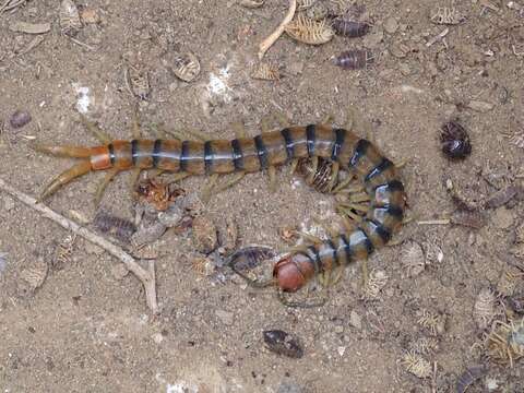 Image of Common Desert Centipede