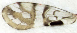 Image of Zelandopsocus formosellus Tillyard 1923