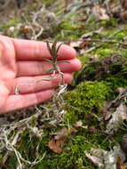 Image of cleft phlox