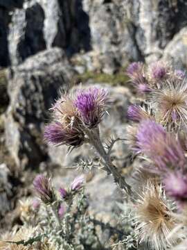 Слика од Carduus carlinoides Gouan