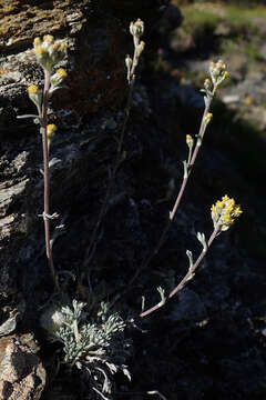 Image of Alpine Wormwood