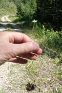 Image of Small-Flower Grass-of-Parnassus