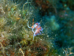 Image of Cratena Slug