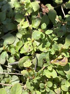 Image de Ludwigia microcarpa Michx.