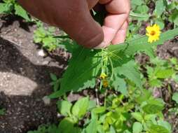 Image de Melampodium paniculatum Gardn.