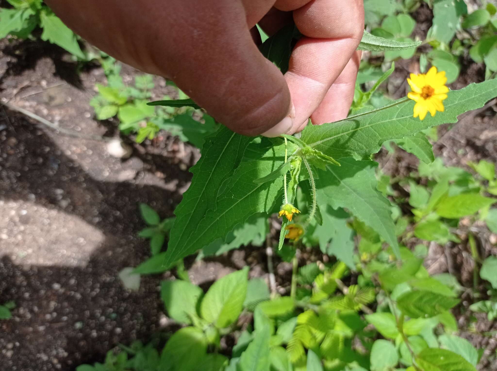 Image de Melampodium paniculatum Gardn.