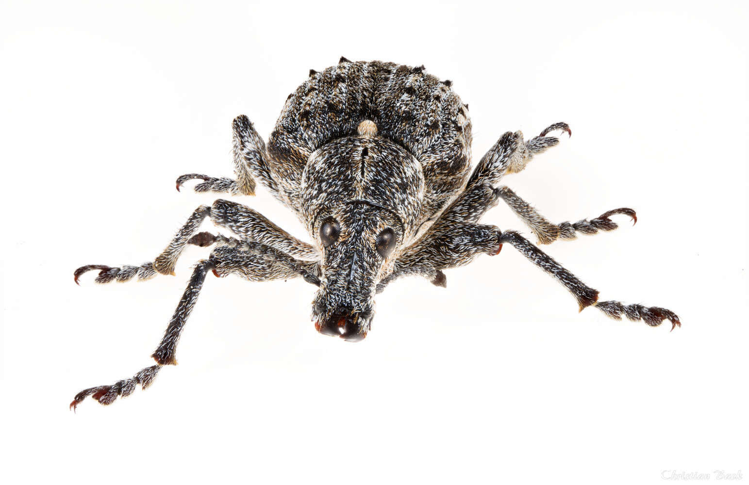 Image of New York Weevil