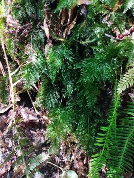 Image of Killarney fern