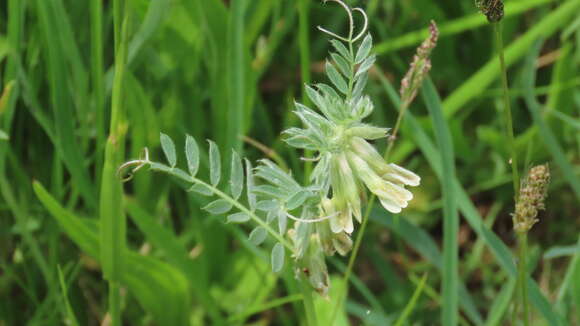 Imagem de Vicia pannonica Crantz