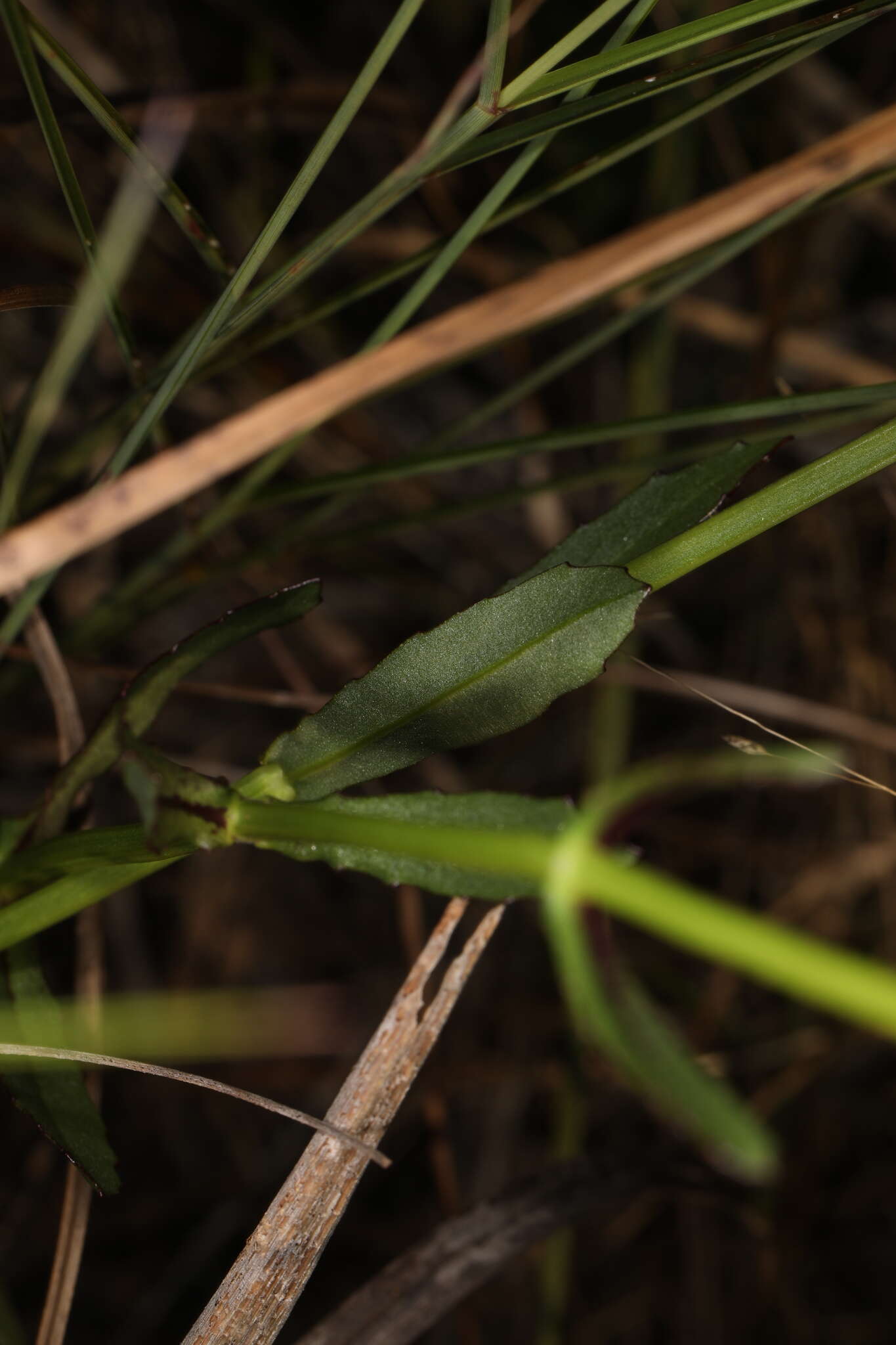 Image of Eastern False Dragonhead